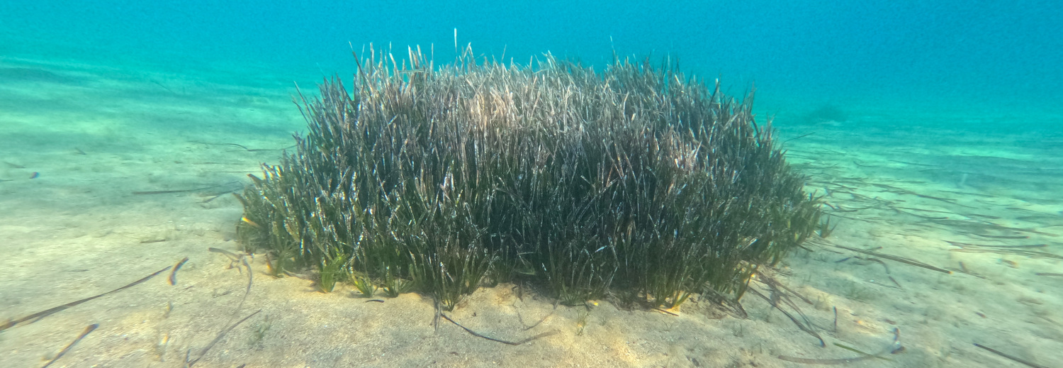 Posidonia - seagrass